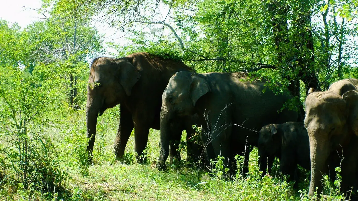 Udawalawa-Elephants