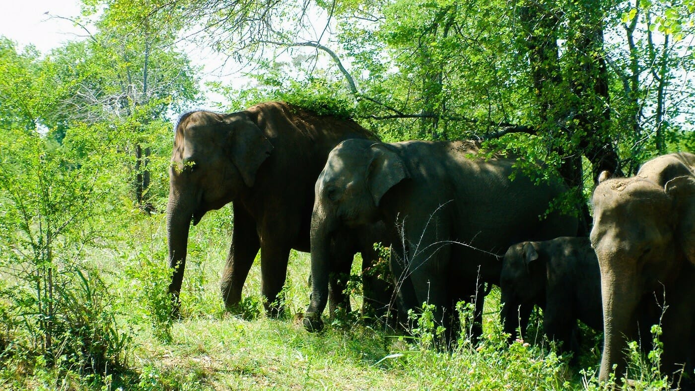 Udawalawa-Elephants Udawalawa-Elephants