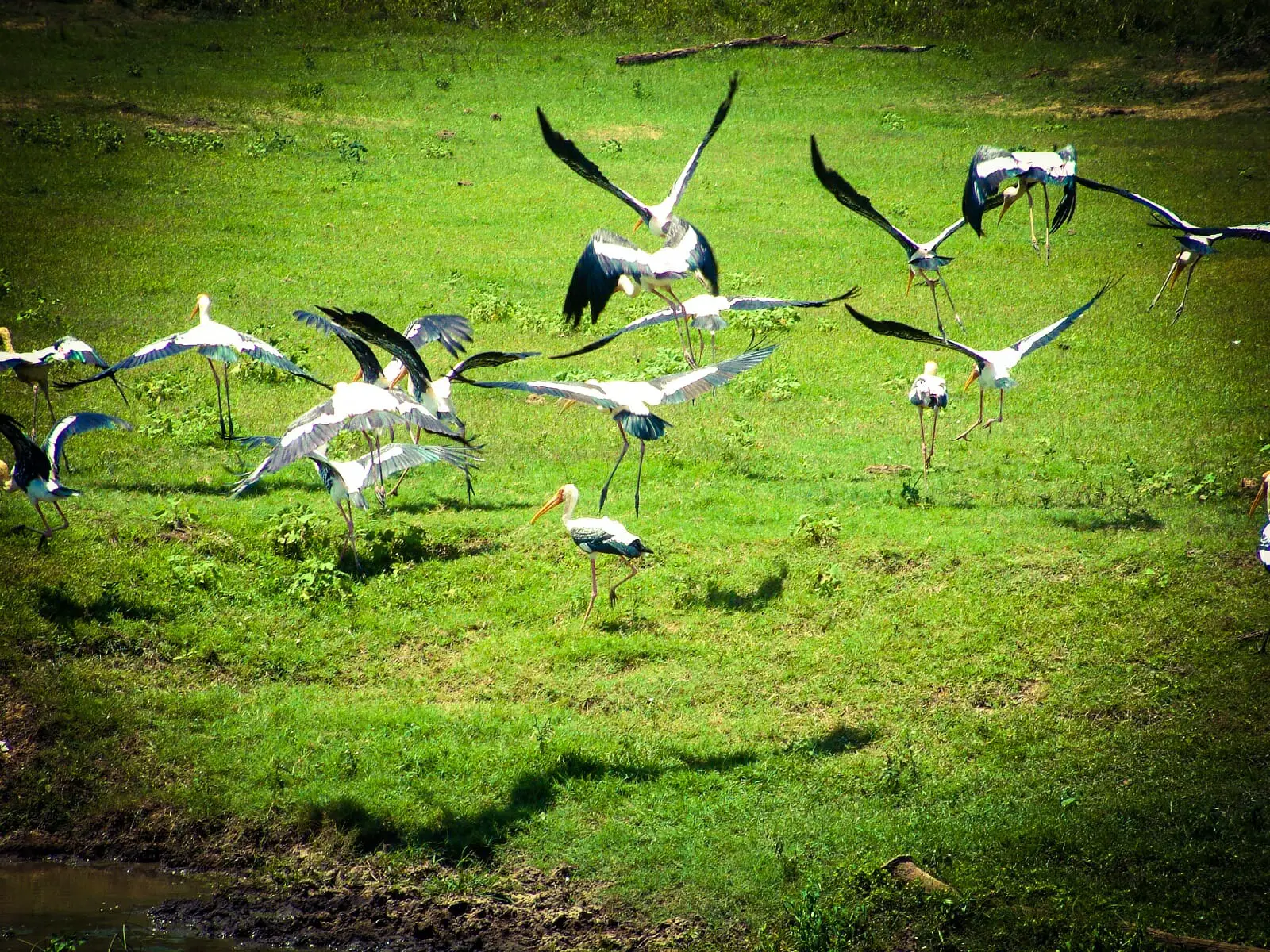 Birds in Udawalawa