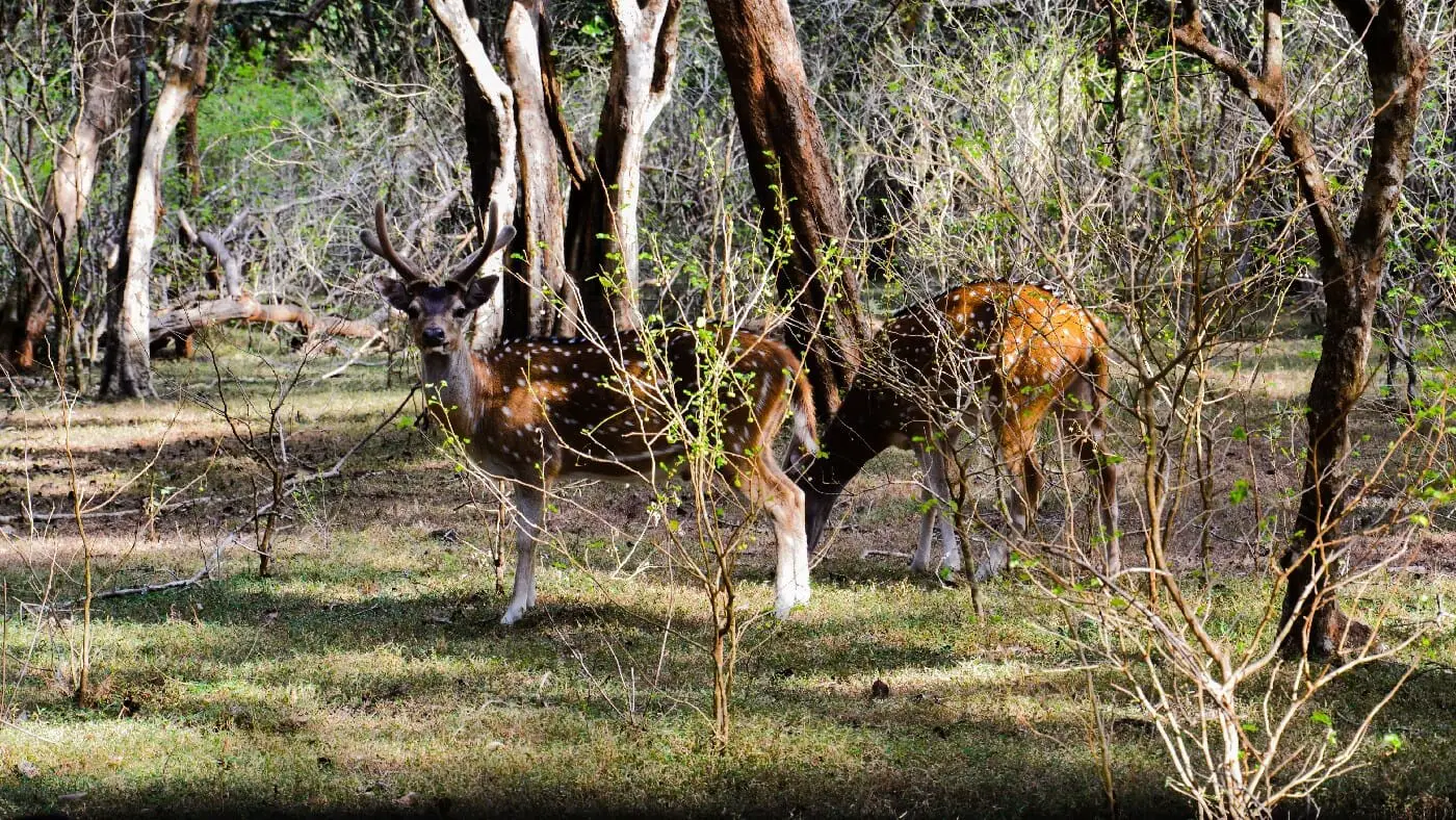 Deer-Yala-National-Park