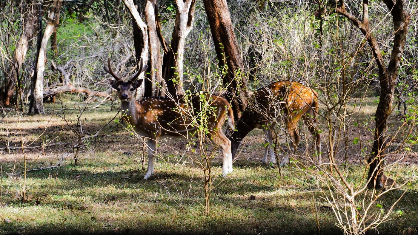Deer-Yala-National-Park Deer-Yala-National-Park