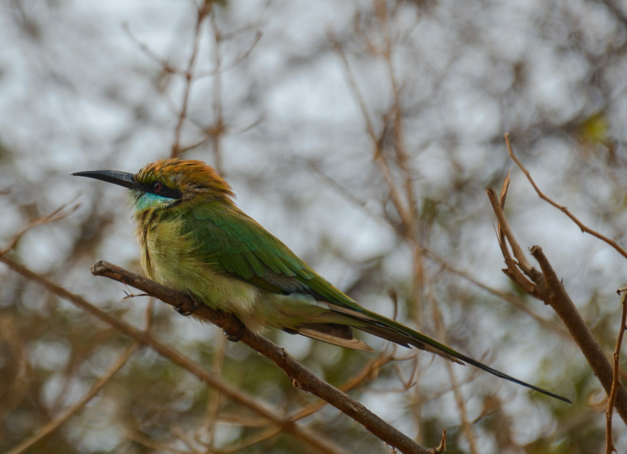 Yala National Park