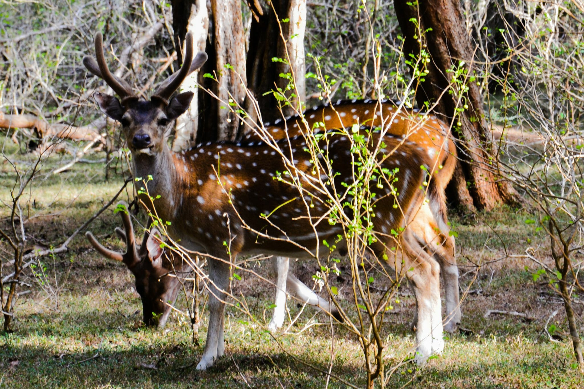 Yala National Park