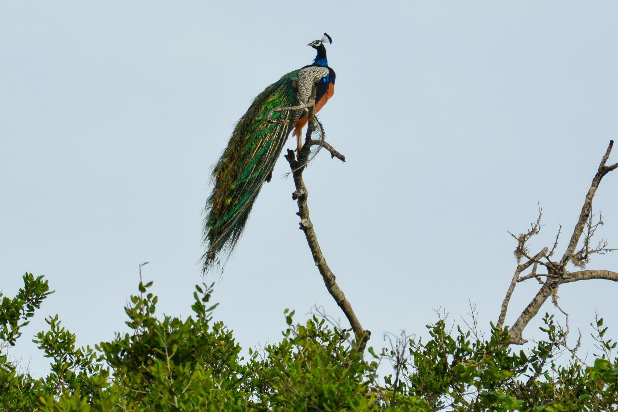 Yala National Park