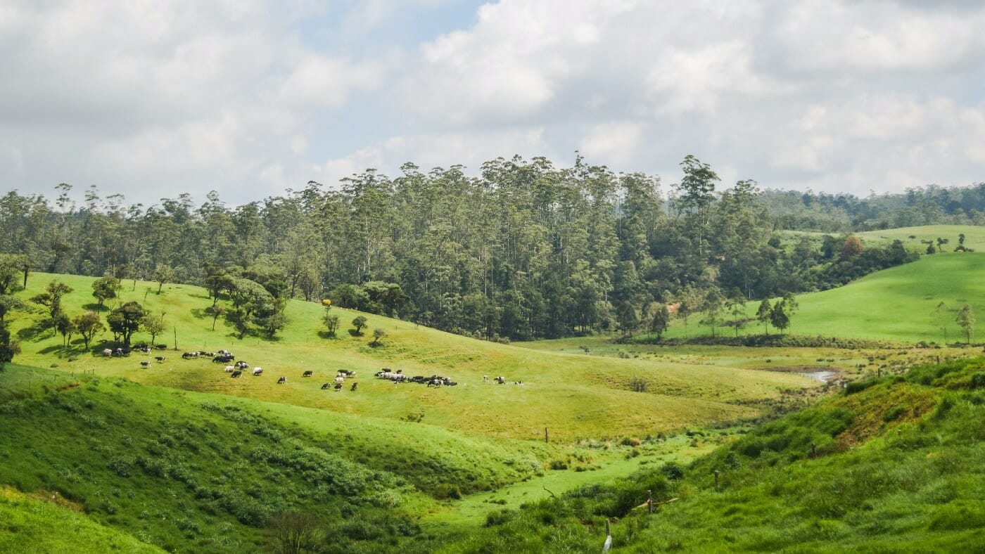 Ambewela-New-Zealand-Farm Ambewela-New-Zealand-Farm