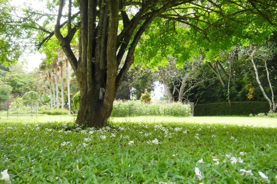 Henarathgoda-Botanical-Garden-Gampaha-9