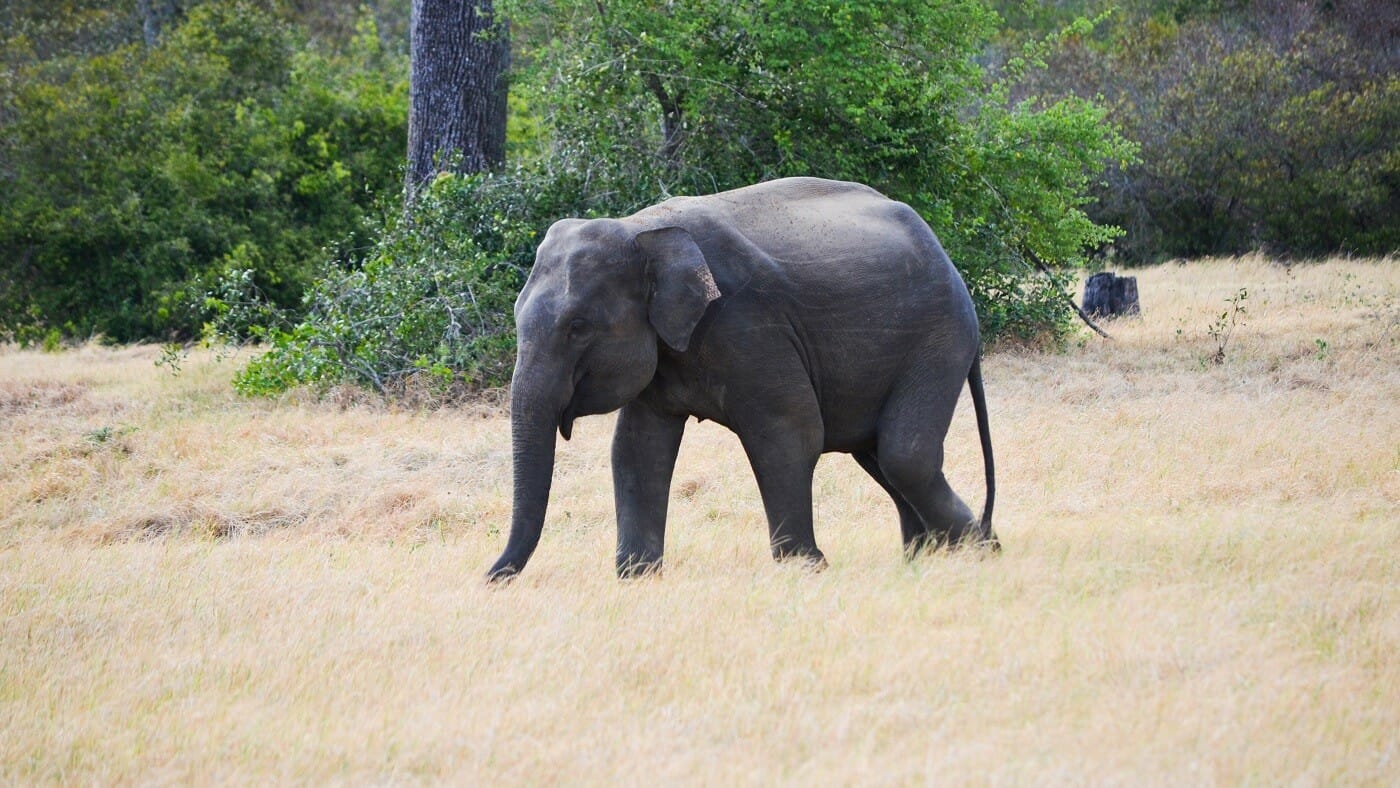 Kaudulla-National-Park-17 Kaudulla-National-Park-17